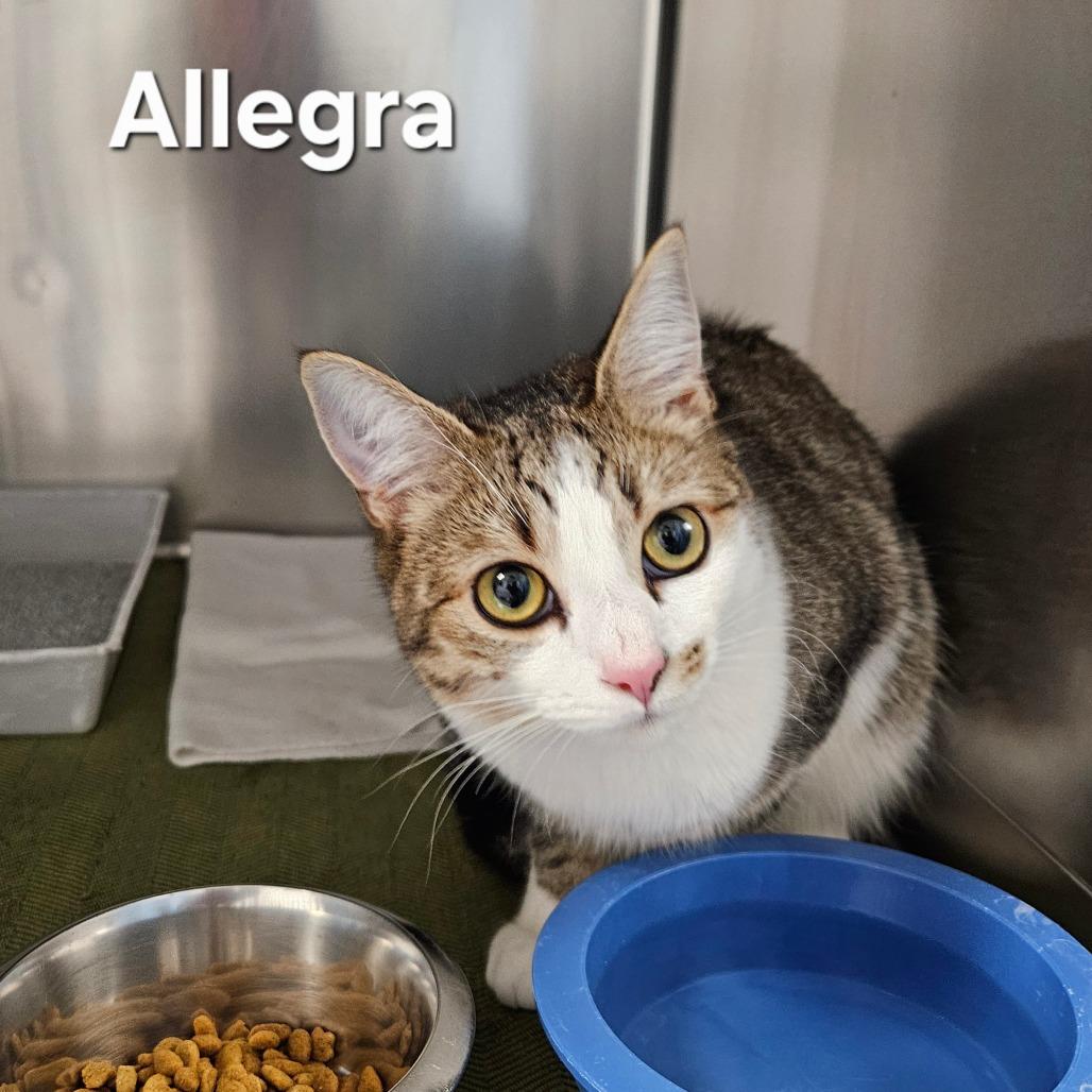 Enlarge Allegra, a Adoptable Domestic Short Hair in Oneonta, NY image 1/1