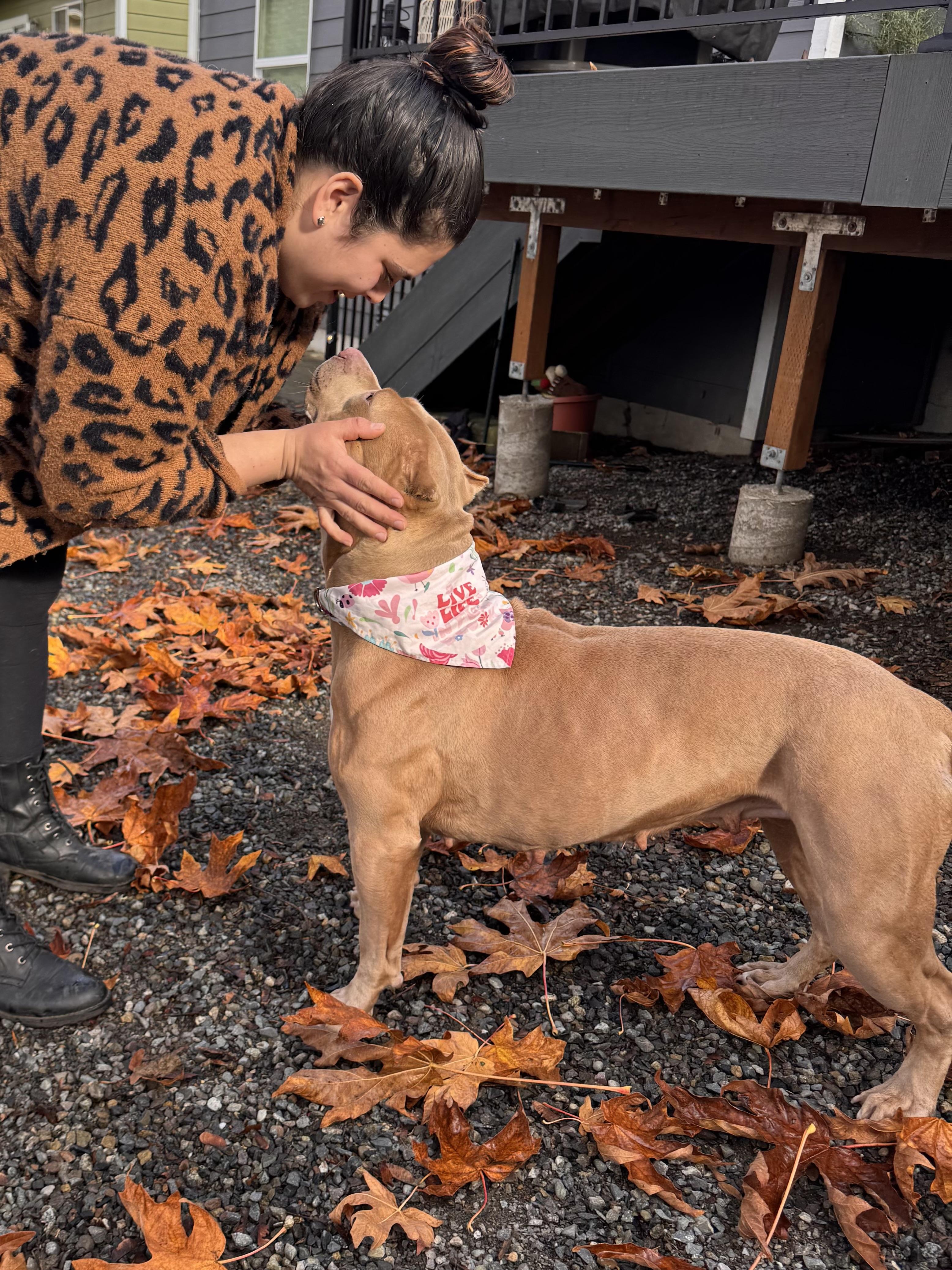 Enlarge Carmela, a Adoptable American Bully in Port Angeles, WA image 4/6