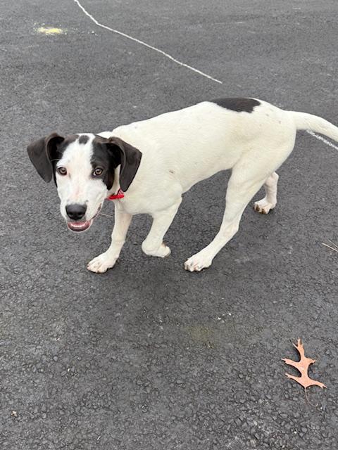 Enlarge Addie, a ADOPTABLE mixed breed in Glen Allen, VA image 4/4