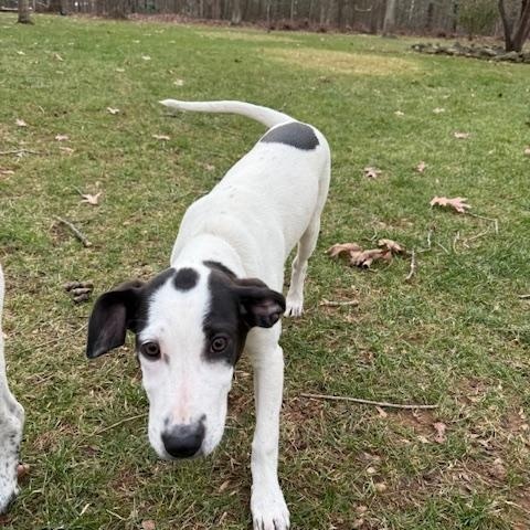 Enlarge Addie, a ADOPTABLE mixed breed in Glen Allen, VA image 1/4
