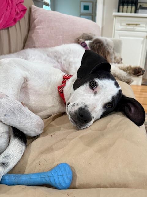 Enlarge Addie, a ADOPTABLE mixed breed in Glen Allen, VA image 2/4