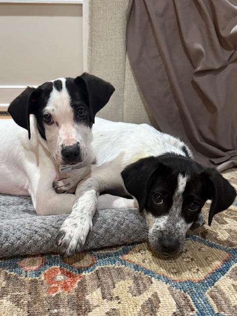 Enlarge Addie, a ADOPTABLE mixed breed in Glen Allen, VA image 3/4