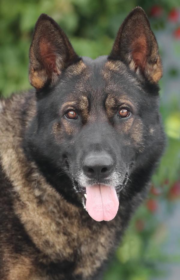 Enlarge *Orion von Osburg, an adopted German Shepherd Dog in Los Angeles, CA image 1/2