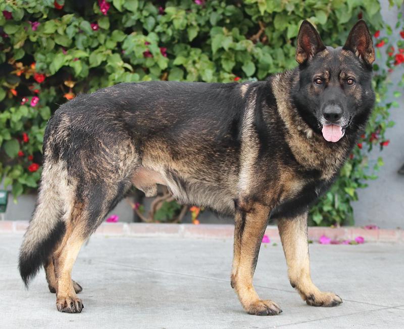 Enlarge *Orion von Osburg, an adopted German Shepherd Dog in Los Angeles, CA image 2/2
