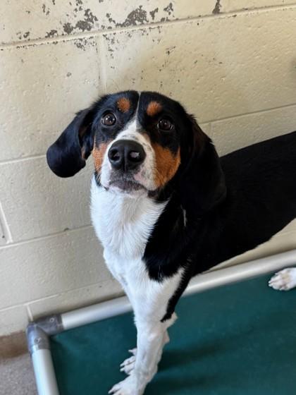 Enlarge Lyric `Toby`, a Adoptable mixed breed in Kalispell, MT image 1/1