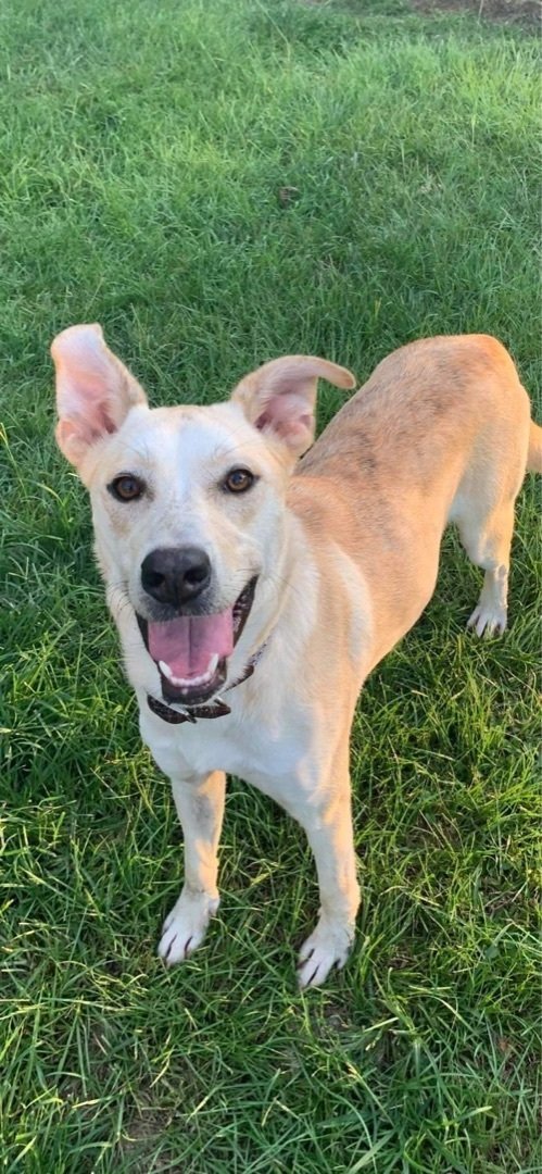 Enlarge Twix, a Adoptable mixed breed in Grand Bay, AL image 1/3