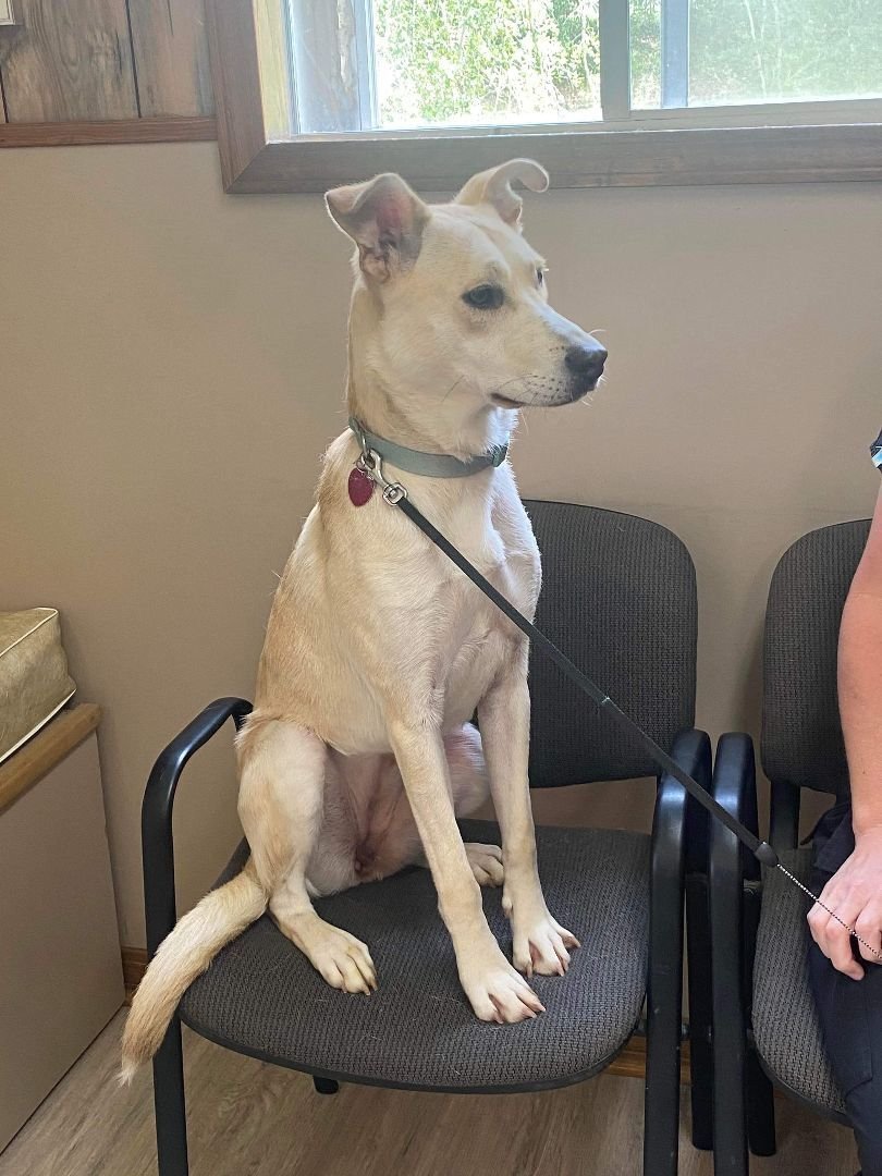 Enlarge Twix, a Adoptable mixed breed in Grand Bay, AL image 2/3