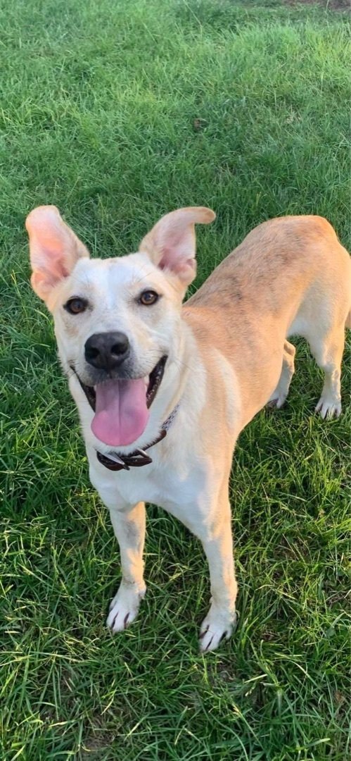 Enlarge Twix, a Adoptable mixed breed in Grand Bay, AL image 3/3