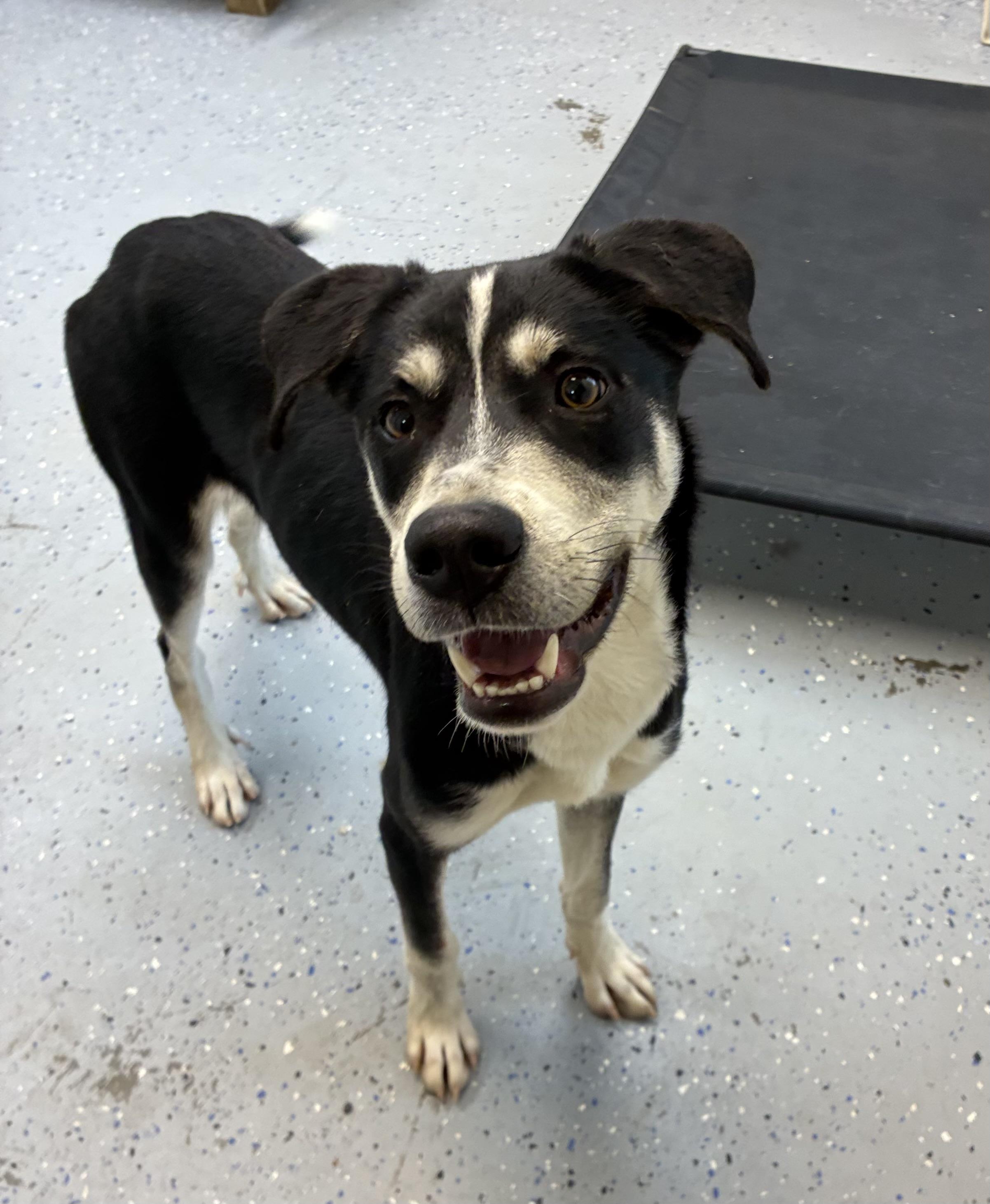 Enlarge Koda, a Adoptable mixed breed in Senatobia, MS image 2/4