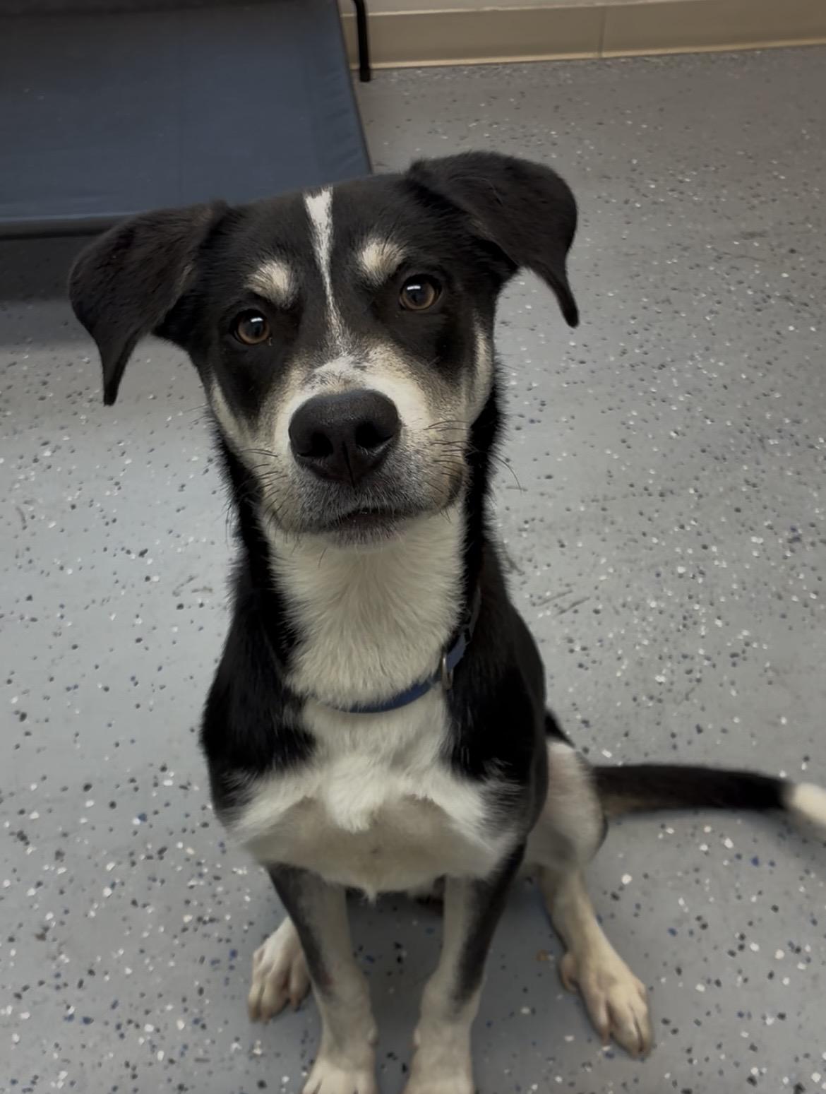 Enlarge Koda, a Adoptable mixed breed in Senatobia, MS image 1/4