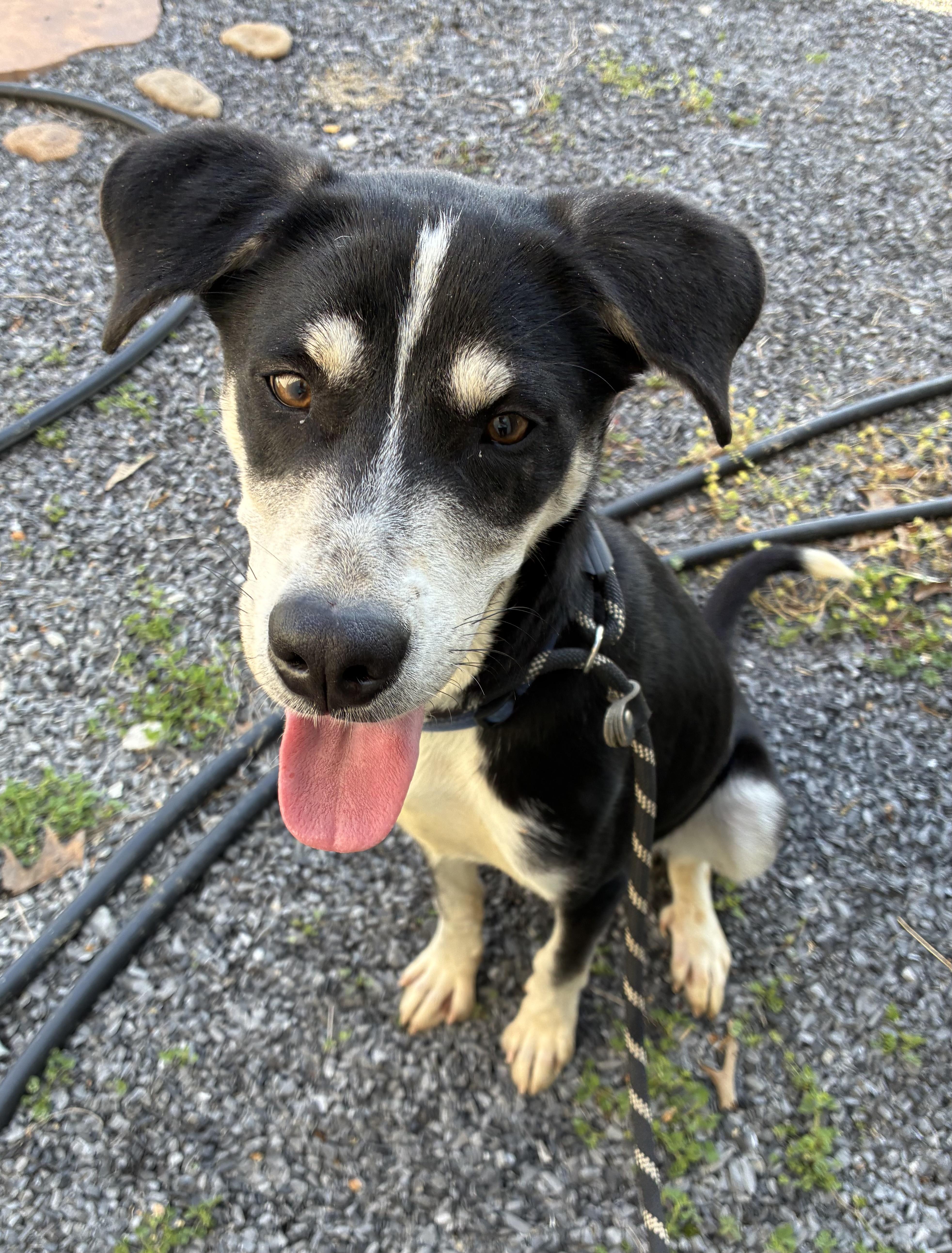 Enlarge Koda, a Adoptable mixed breed in Senatobia, MS image 4/4
