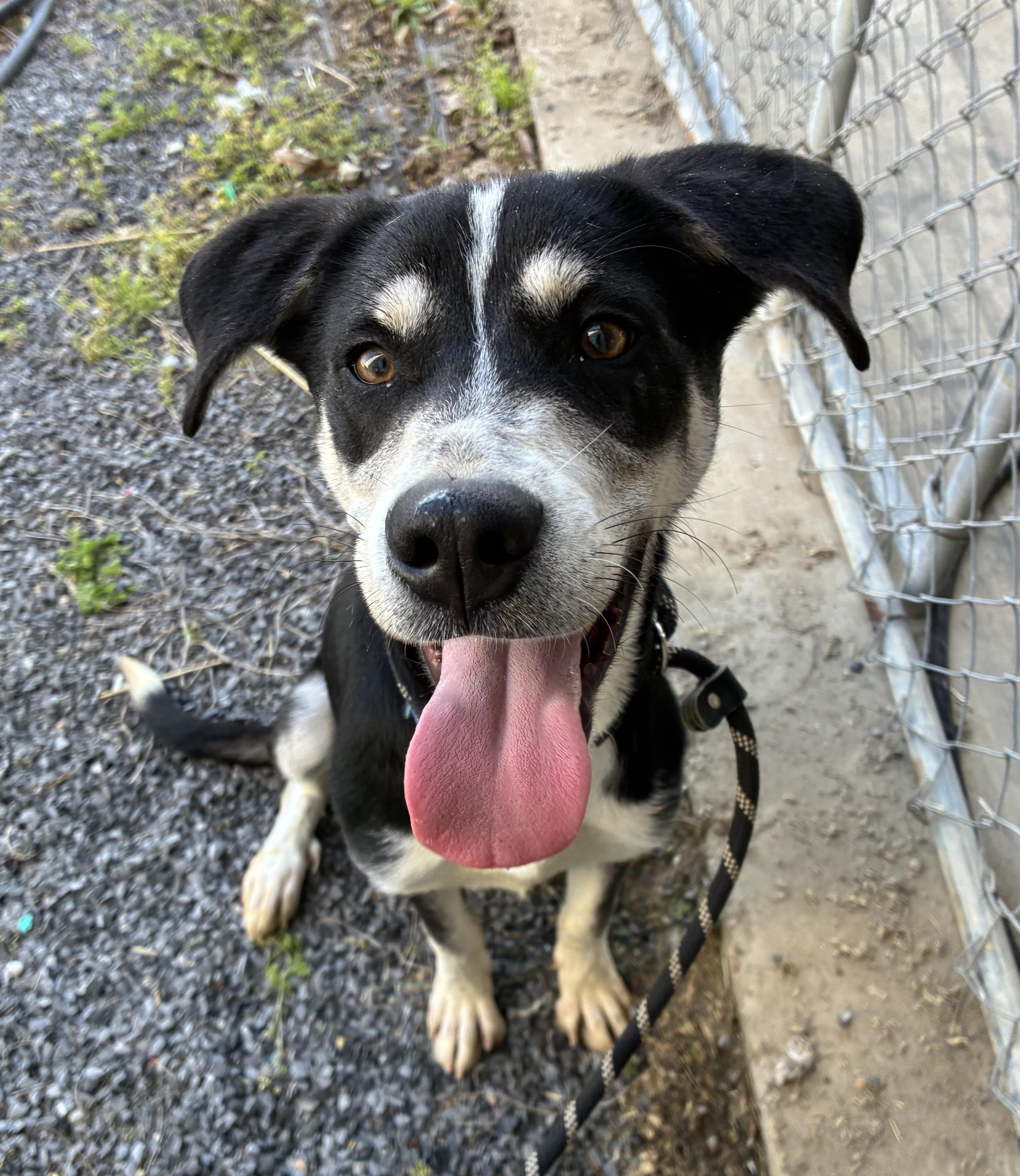 Enlarge Koda, a Adoptable mixed breed in Senatobia, MS image 3/4