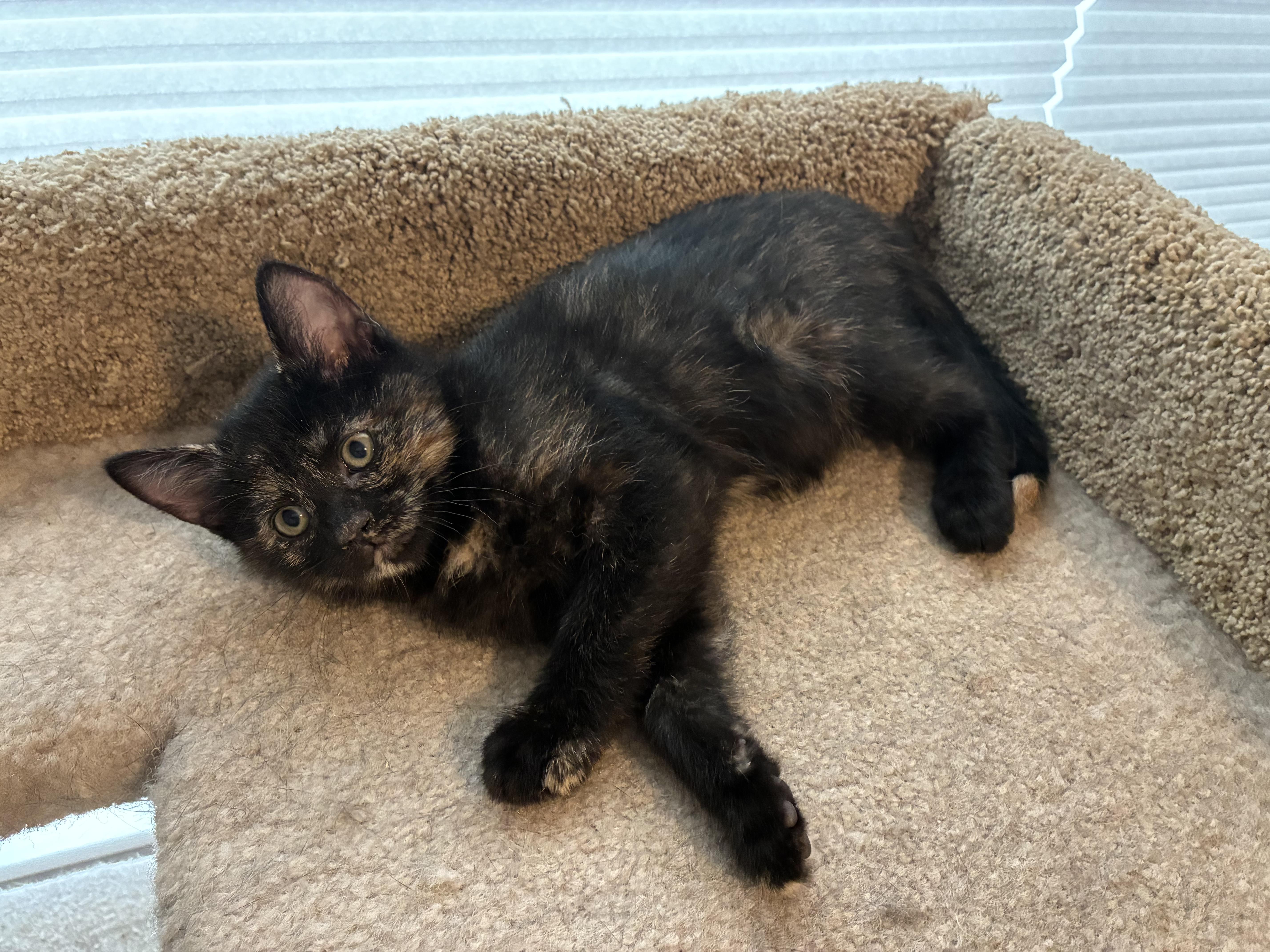 Millie, adoptable, Kitten Female Tortoiseshell.