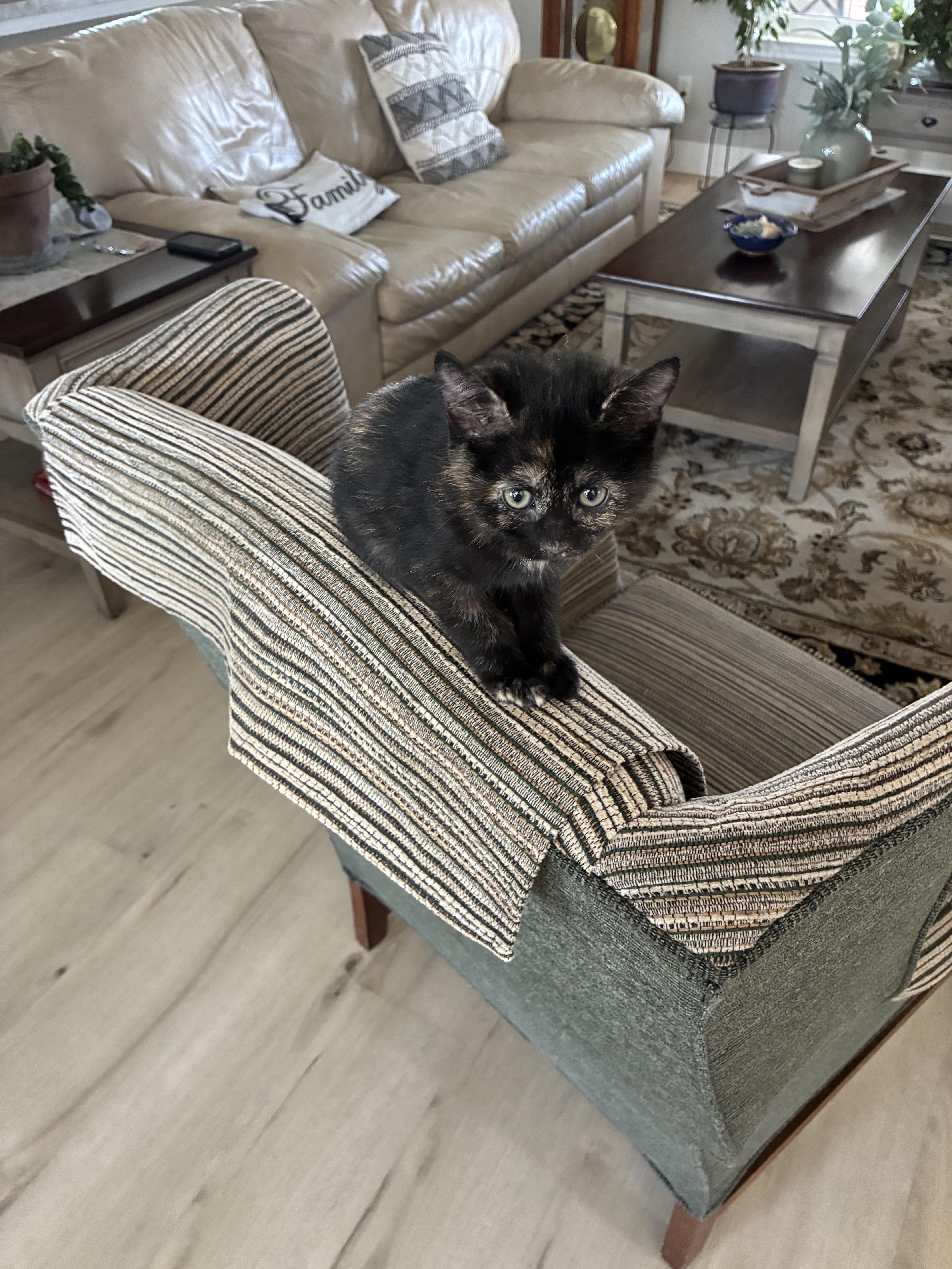 Enlarge Millie, an adoptable Tortoiseshell in Gardnerville, NV image 2/2