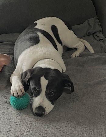 Enlarge Alice , a ADOPTABLE mixed breed in Lowell, IN image 1/1