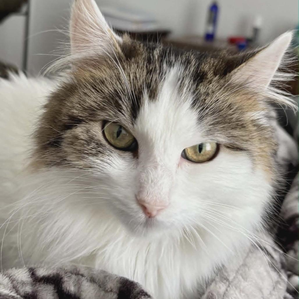 Enlarge Luna, a Adoptable Domestic Long Hair in LYLE, MN image 1/1