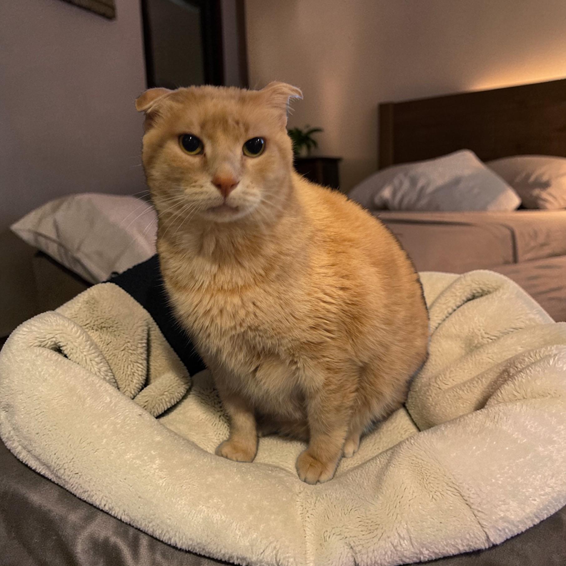 Enlarge Pumpkin, a ADOPTABLE Scottish Fold in Jxn, MS image 1/1