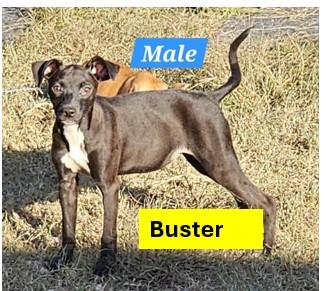 Buster  B Litter