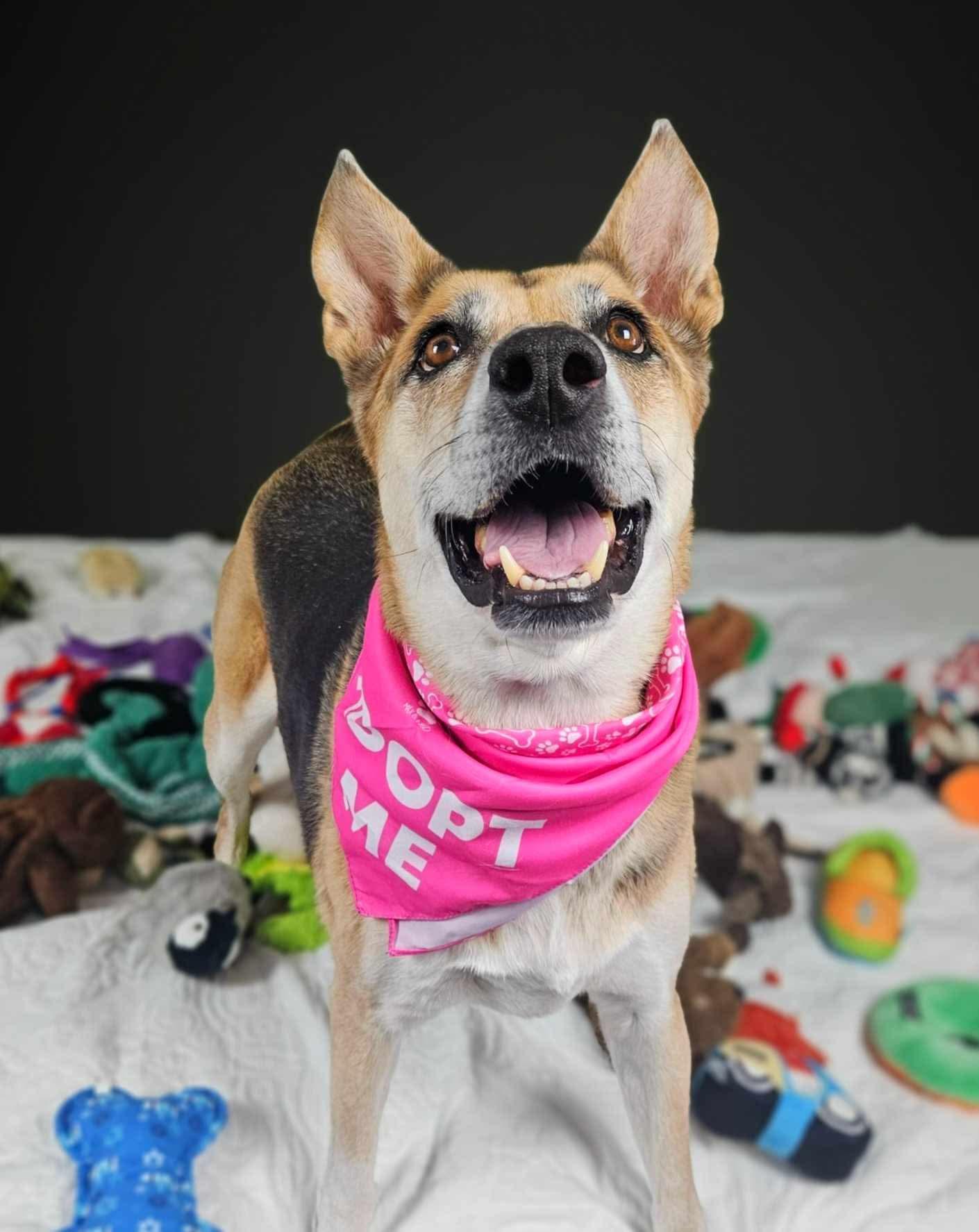 Roxy, a Adoptable German Shepherd Dog in New River, AZ image 4/6