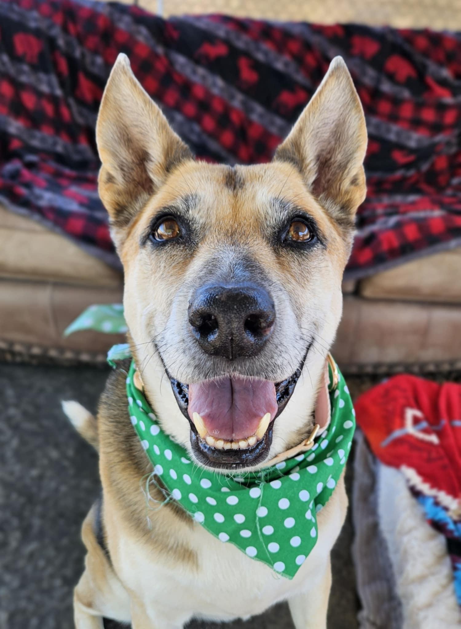 Roxy, a Adoptable German Shepherd Dog in New River, AZ image 5/6