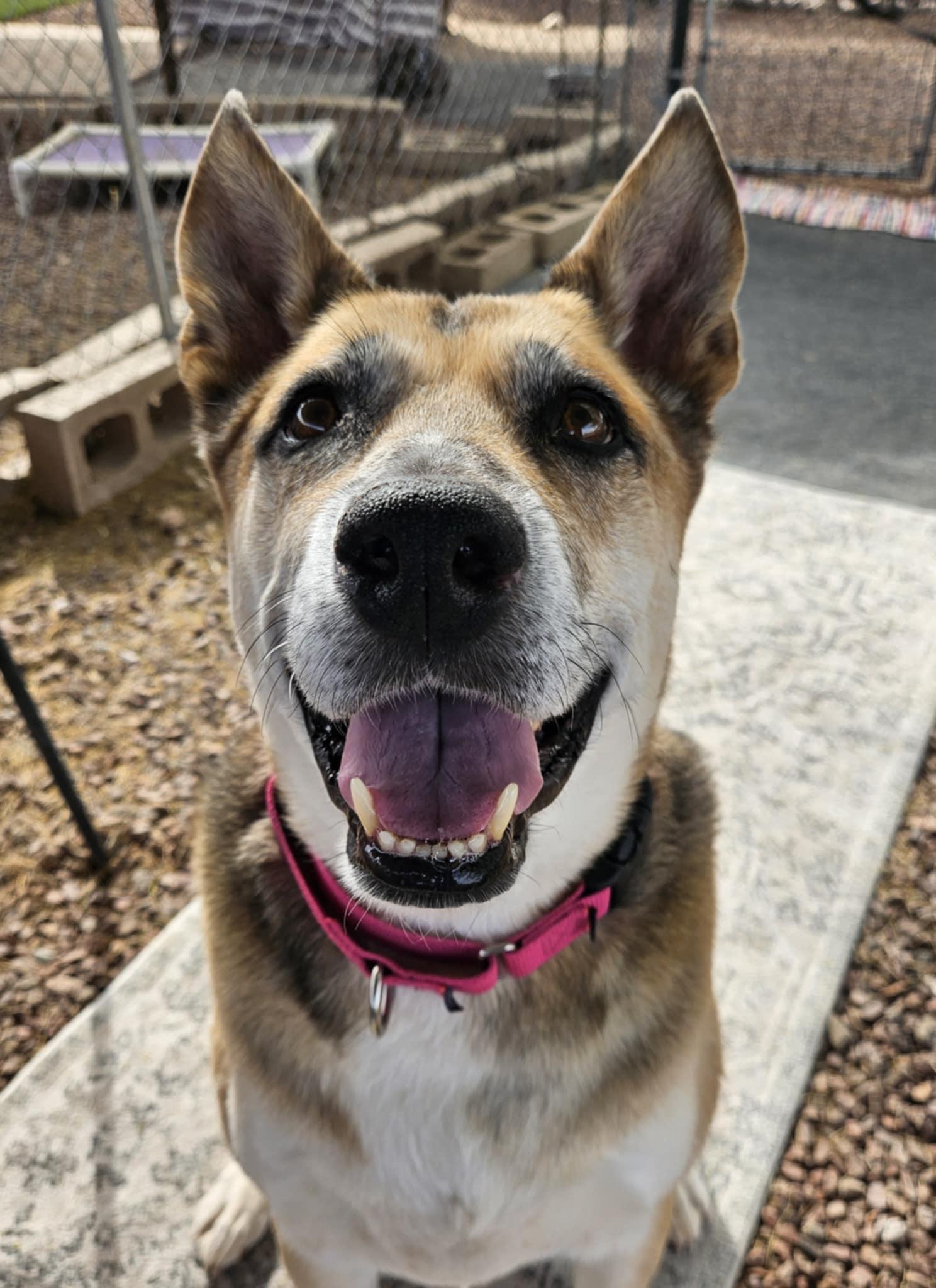 Roxy 4
