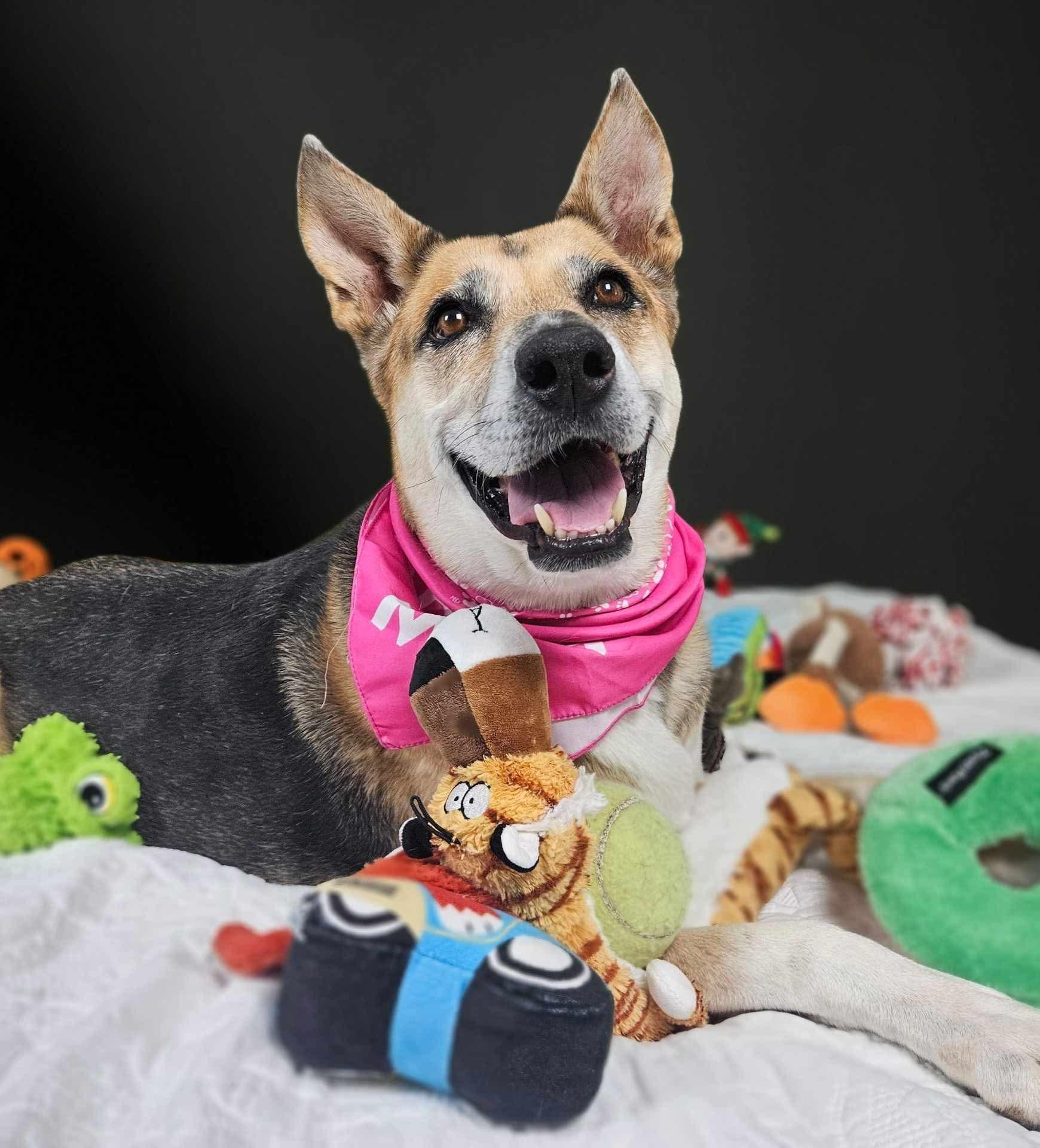 Roxy, a Adoptable German Shepherd Dog in New River, AZ image 1/6