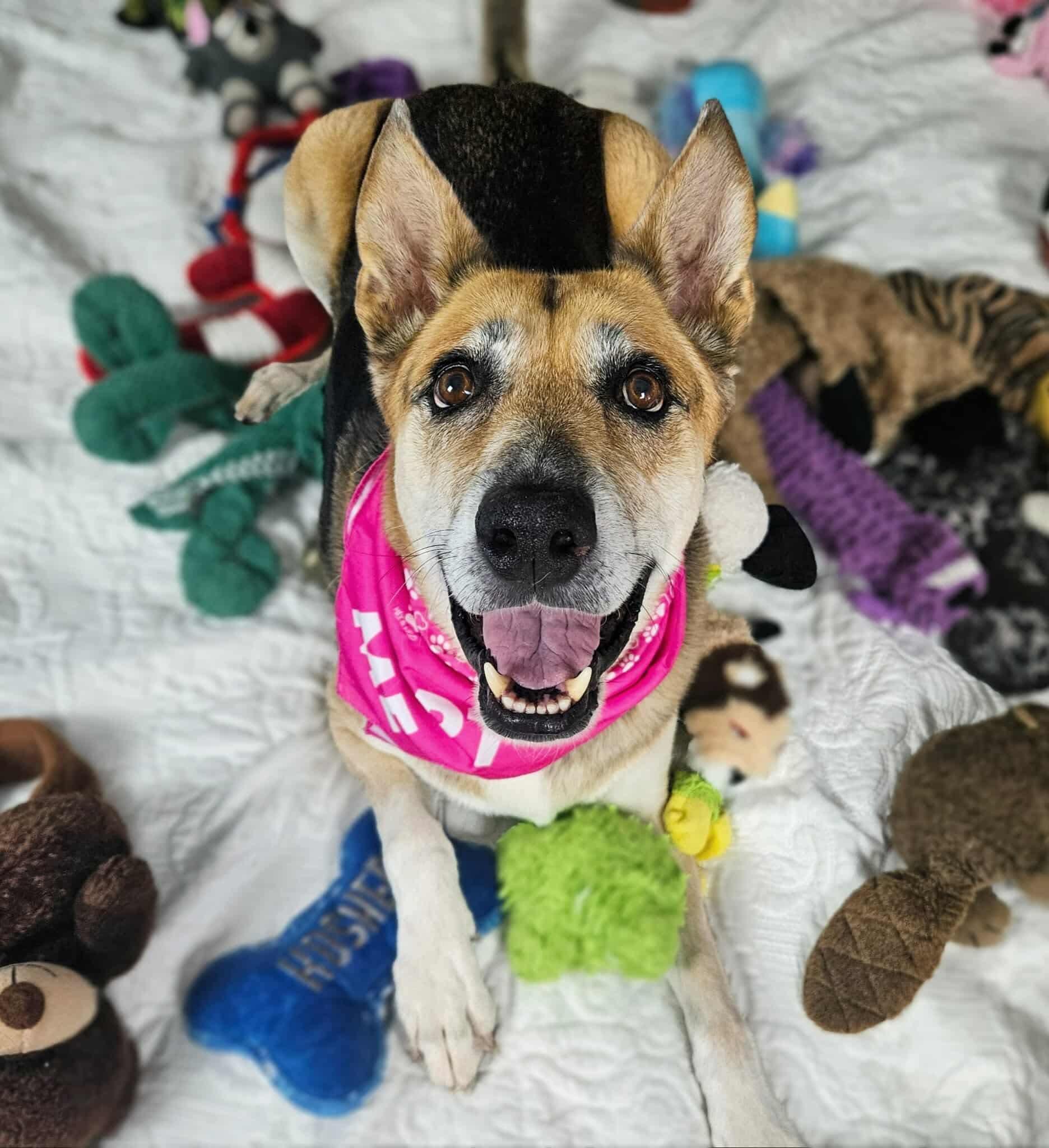 Roxy, a Adoptable German Shepherd Dog in New River, AZ image 6/6