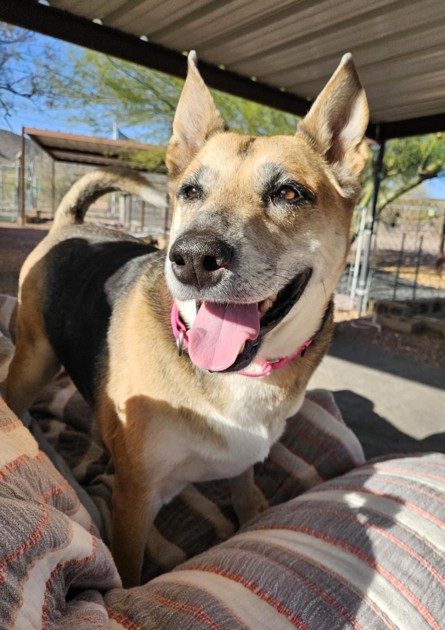 Roxy, an adoptable German Shepherd Dog in New River, AZ, 85087 | Photo Image 2