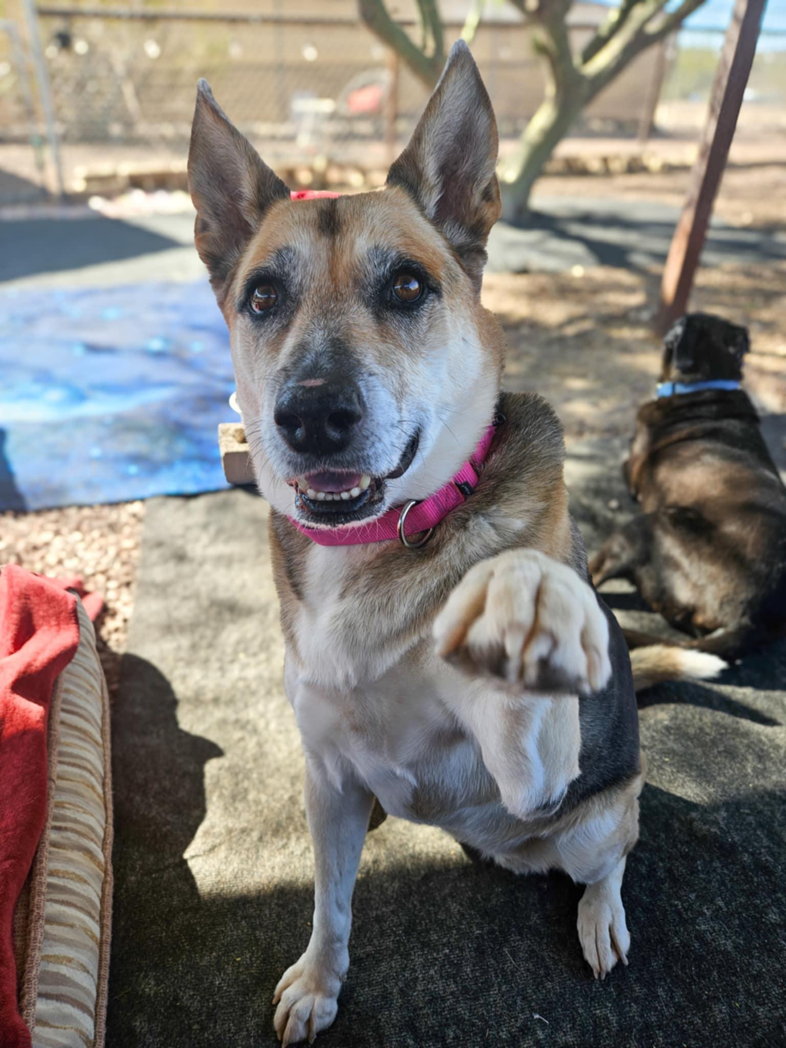 Roxy, a Adoptable German Shepherd Dog in New River, AZ image 3/6