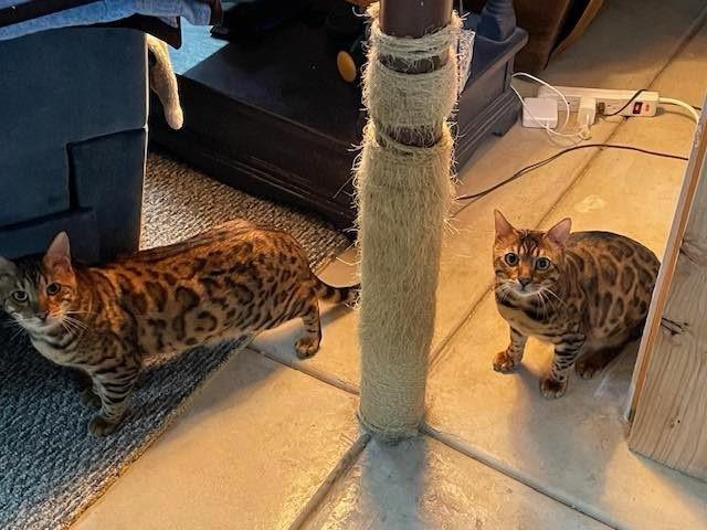 Enlarge Pippin & Balin -,WI, a Adoptable Bengal in Louisville, KY image 1/4