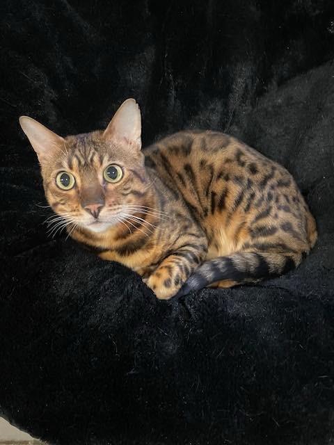 Enlarge Pippin & Balin -,WI, a Adoptable Bengal in Louisville, KY image 2/4