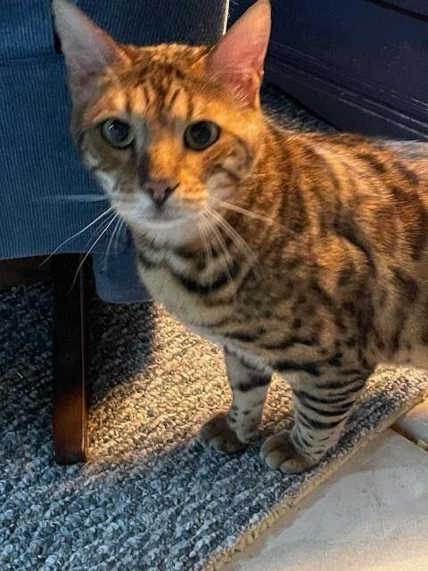 Enlarge Pippin & Balin -,WI, a Adoptable Bengal in Louisville, KY image 3/4