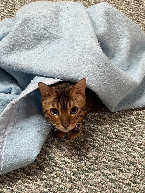 Enlarge Pippin & Balin -,WI, a Adoptable Bengal in Louisville, KY image 4/4