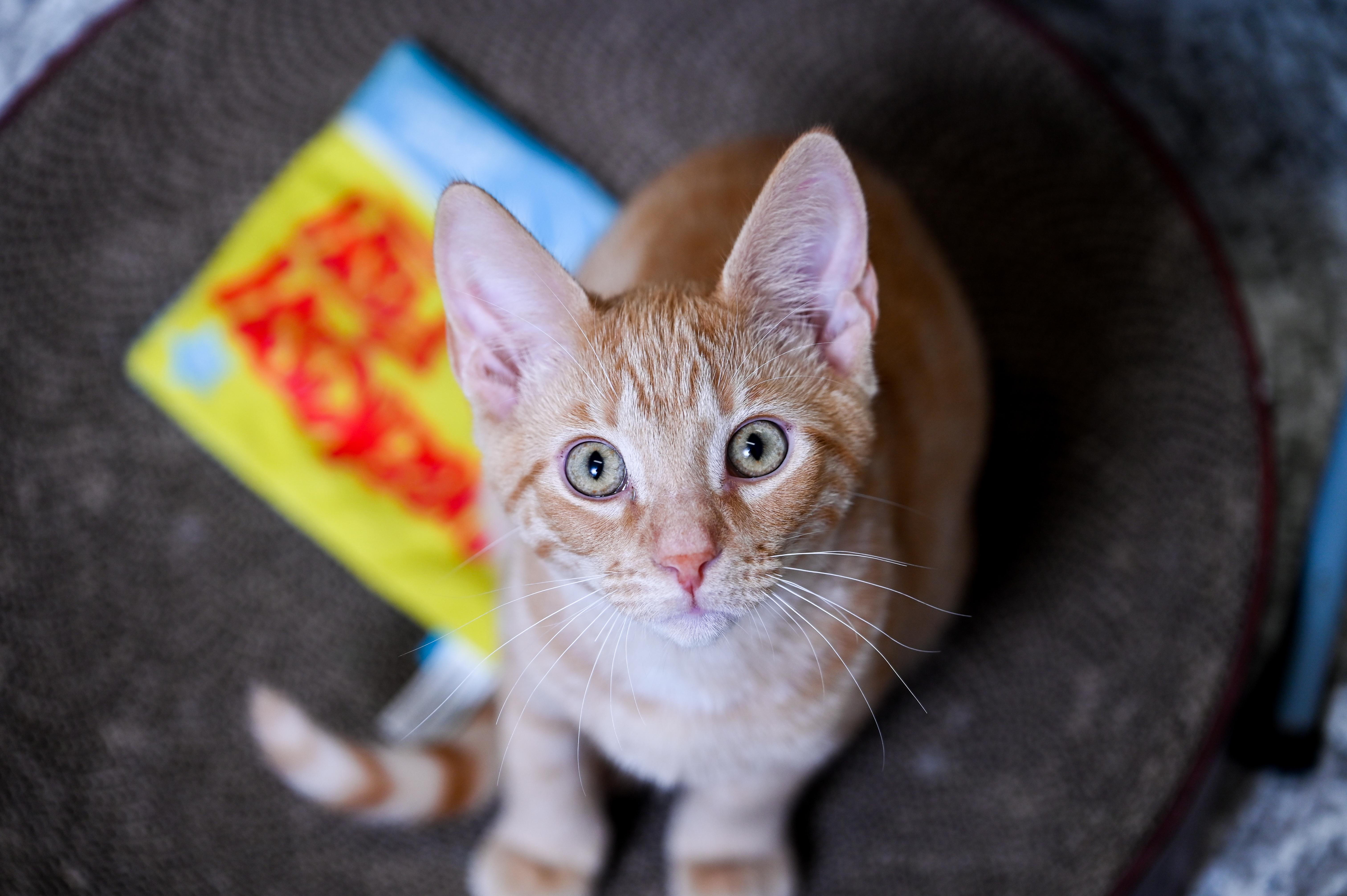 Enlarge Checkers, a Adoptable mixed breed in Chattanooga, TN image 6/6