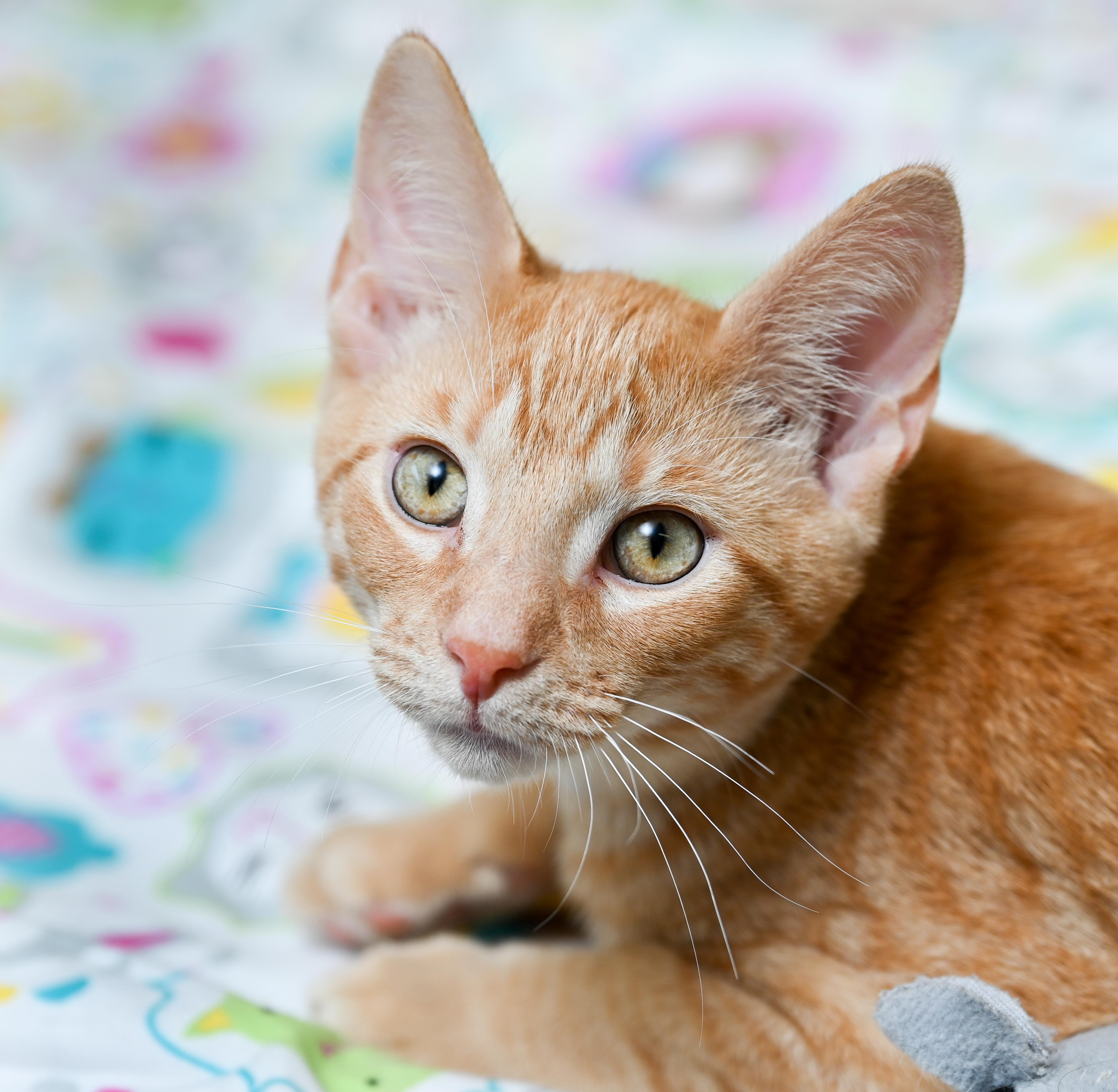 Enlarge Checkers, a Adoptable mixed breed in Chattanooga, TN image 3/6