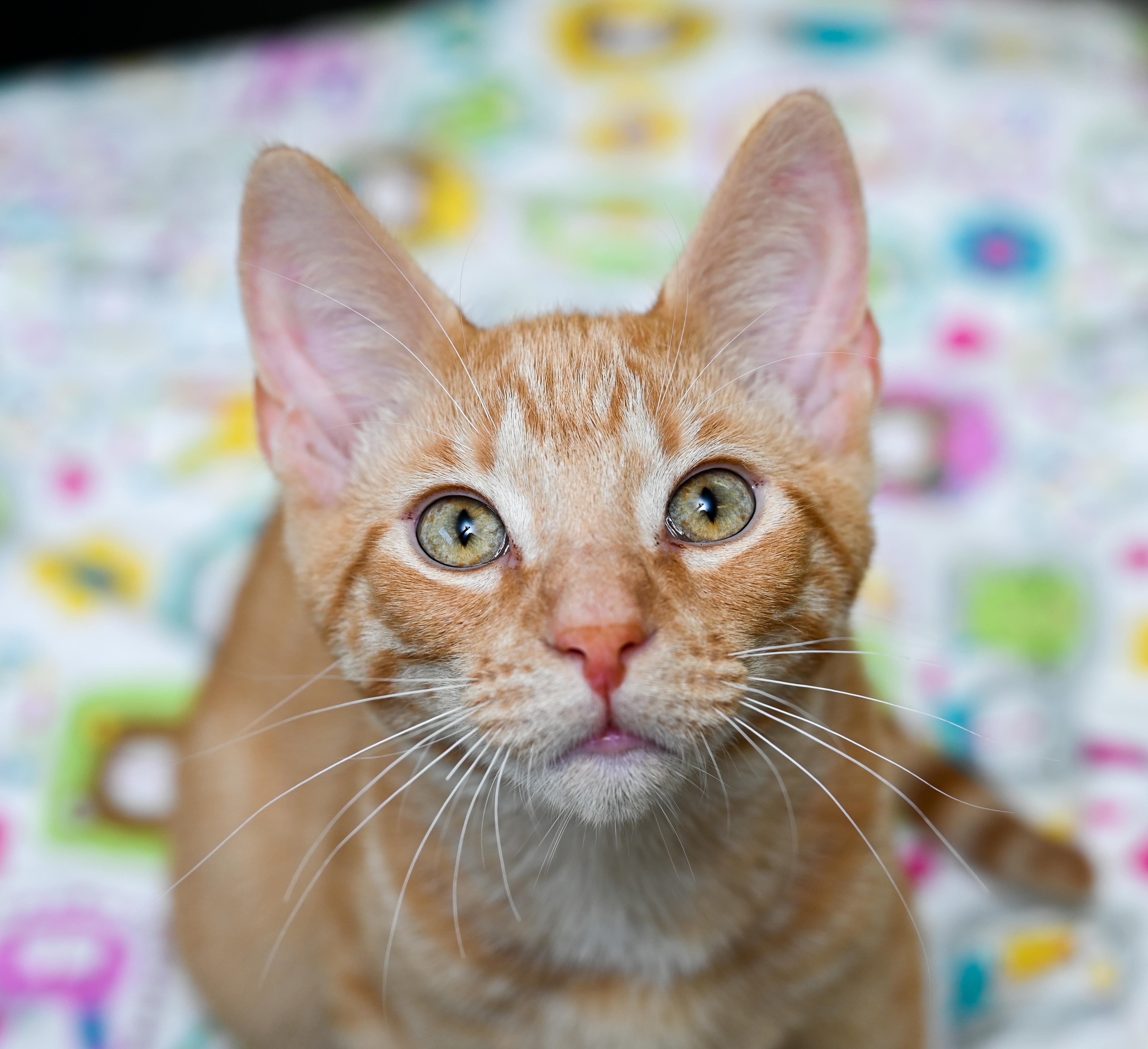 Enlarge Checkers, a Adoptable mixed breed in Chattanooga, TN image 1/6