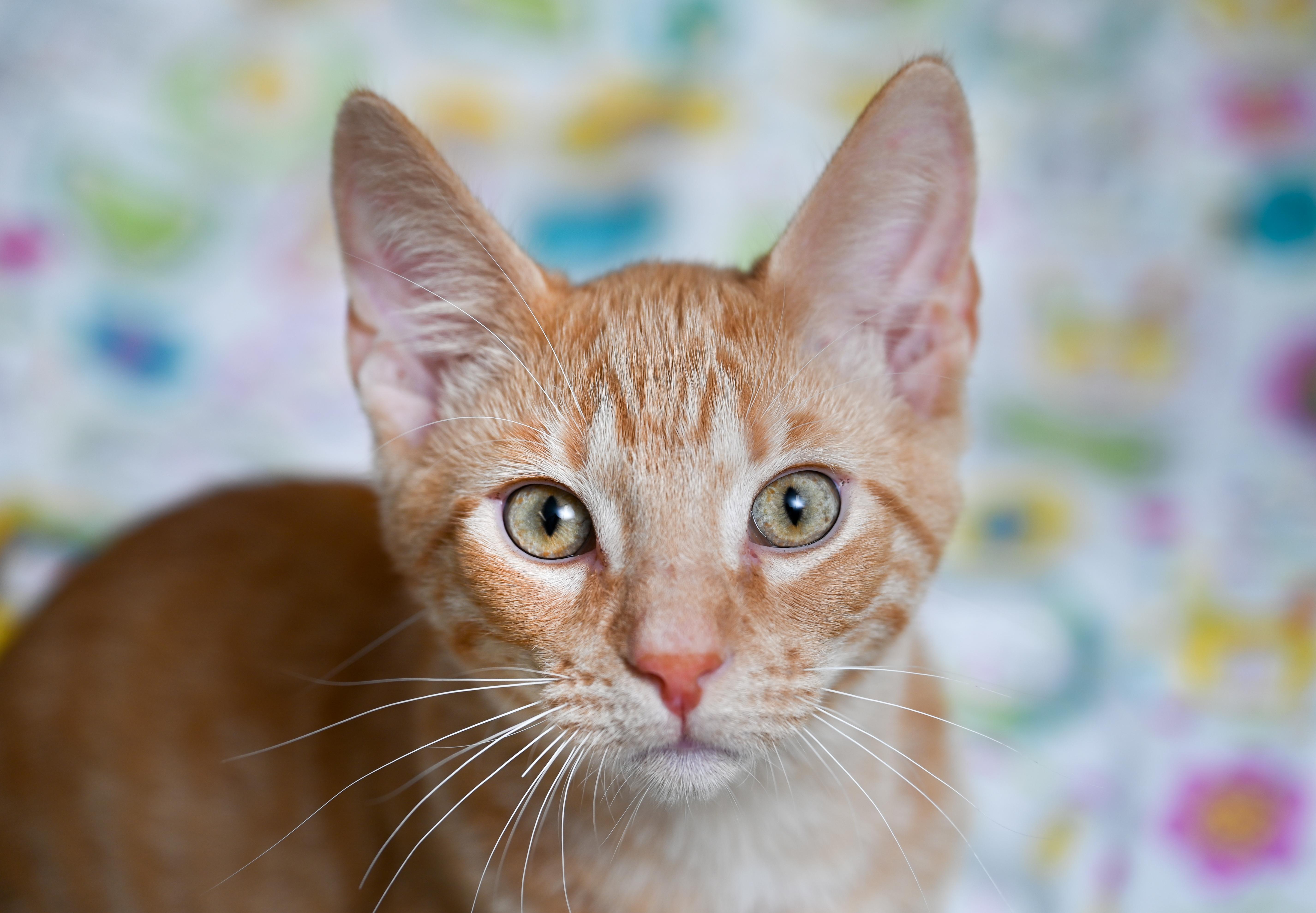 Enlarge Checkers, a Adoptable mixed breed in Chattanooga, TN image 5/6