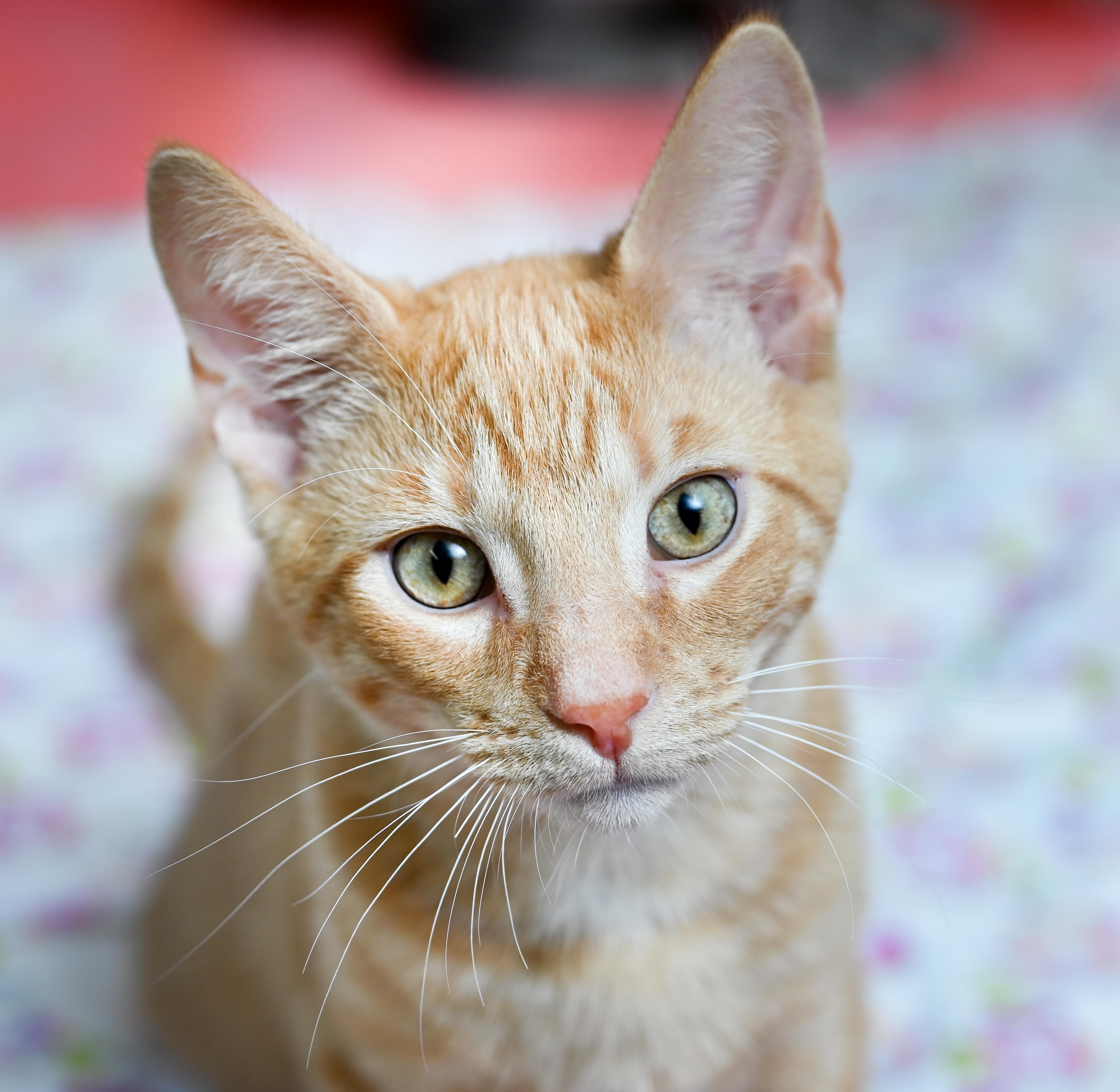 Enlarge Checkers, a Adoptable mixed breed in Chattanooga, TN image 4/6