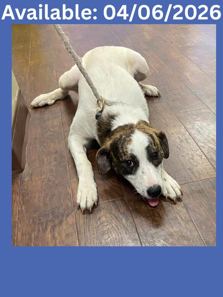 Dog Kennel #3 Brown, Adoptable, Young Male Labrador Retriever & Mixed Breed.