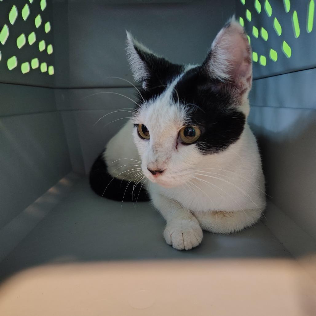 Enlarge Autumn, a Adoptable Domestic Medium Hair in Osawatomie, KS image 1/1