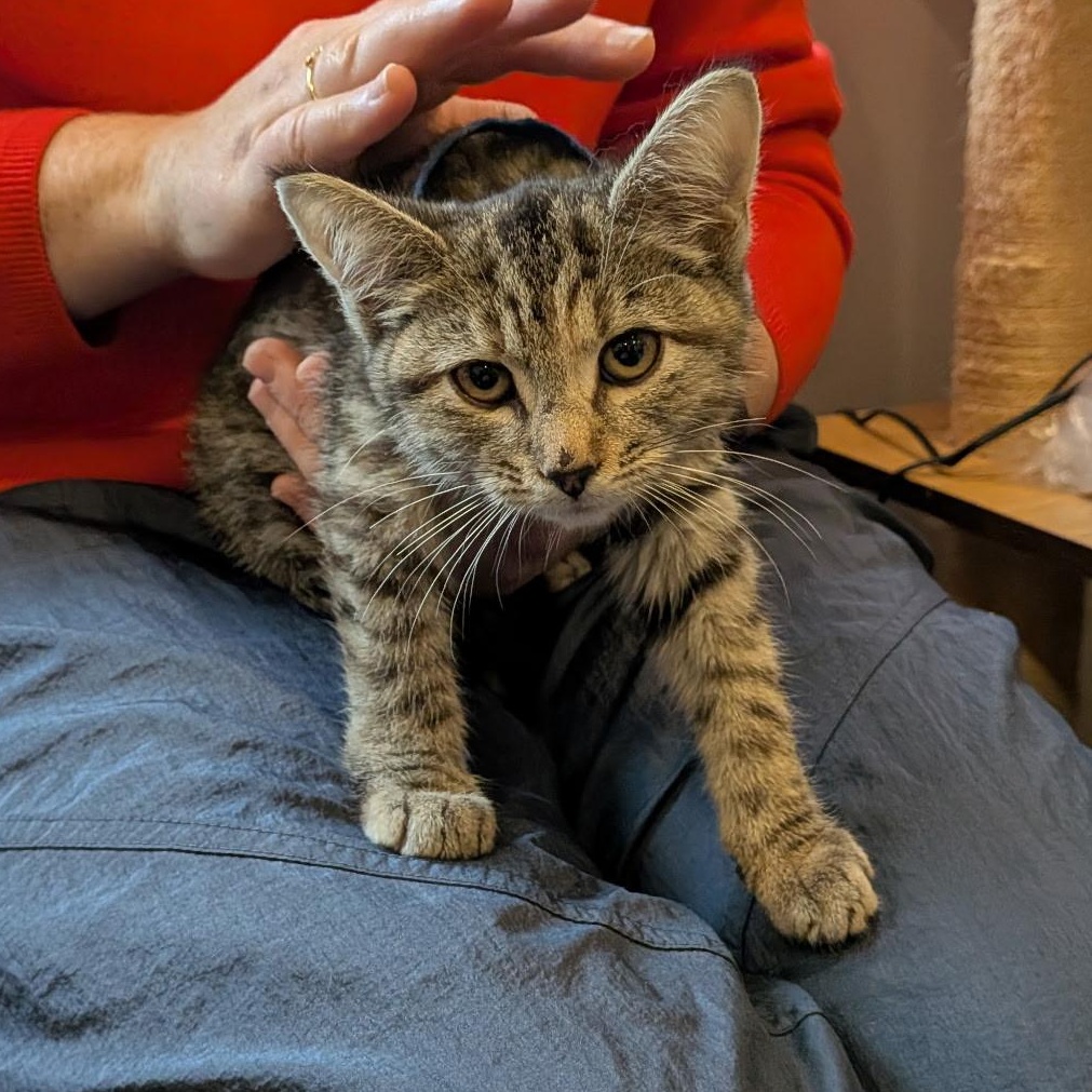 Enlarge Basil, a ADOPTABLE Torbie in Hyattsville, MD image 3/6