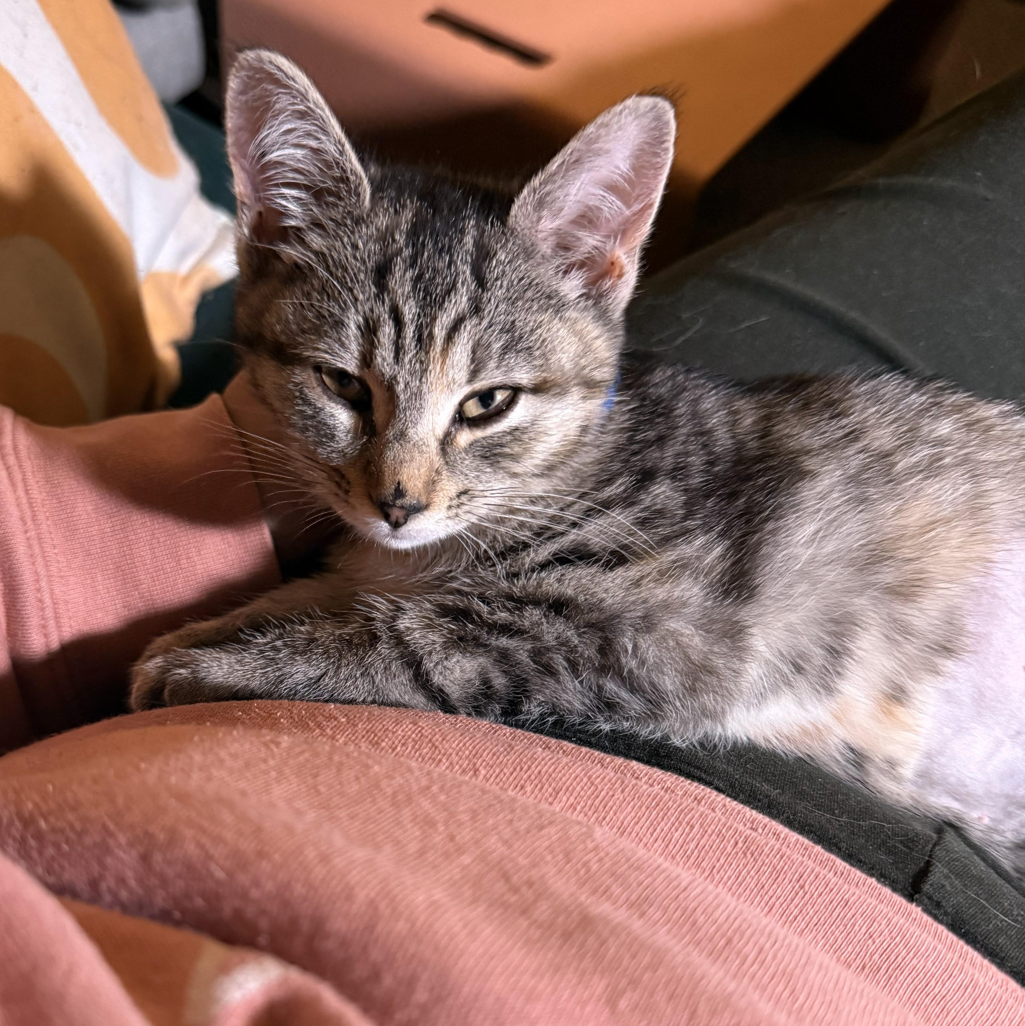 Enlarge Basil, a ADOPTABLE Torbie in Hyattsville, MD image 4/6