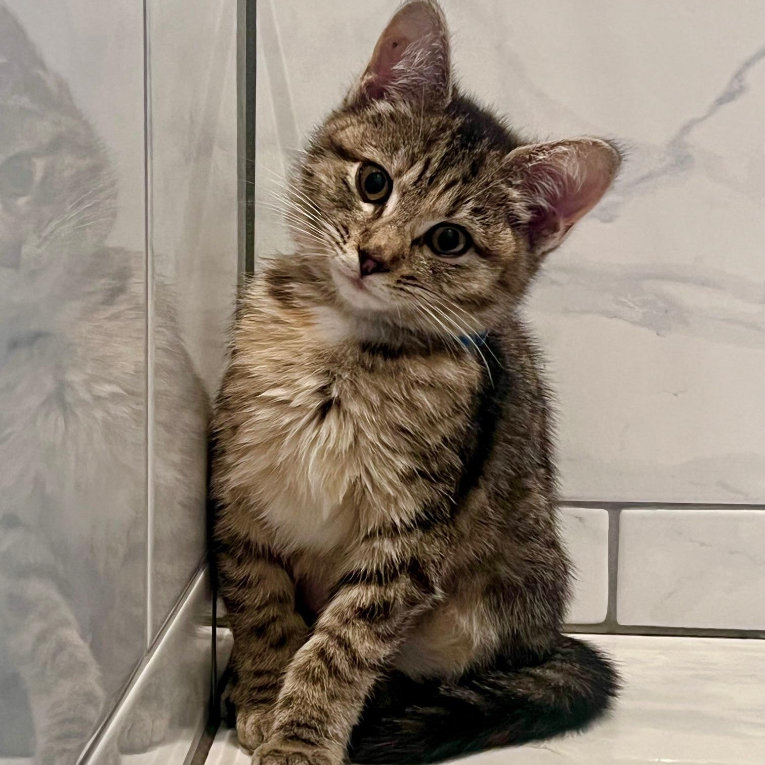 Basil, ADOPTABLE, Kitten Female Torbie.