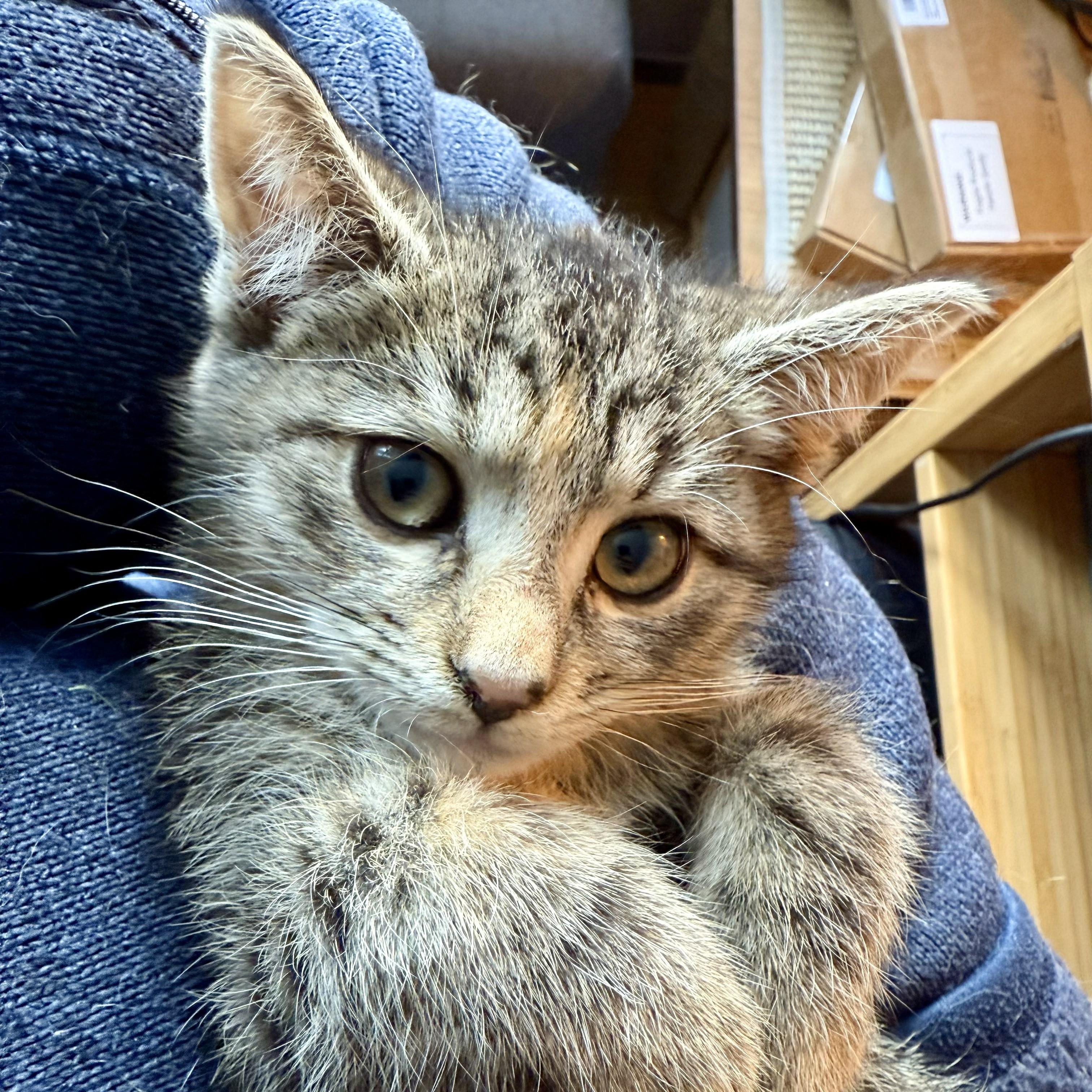 Enlarge Basil, a ADOPTABLE Torbie in Hyattsville, MD image 2/6