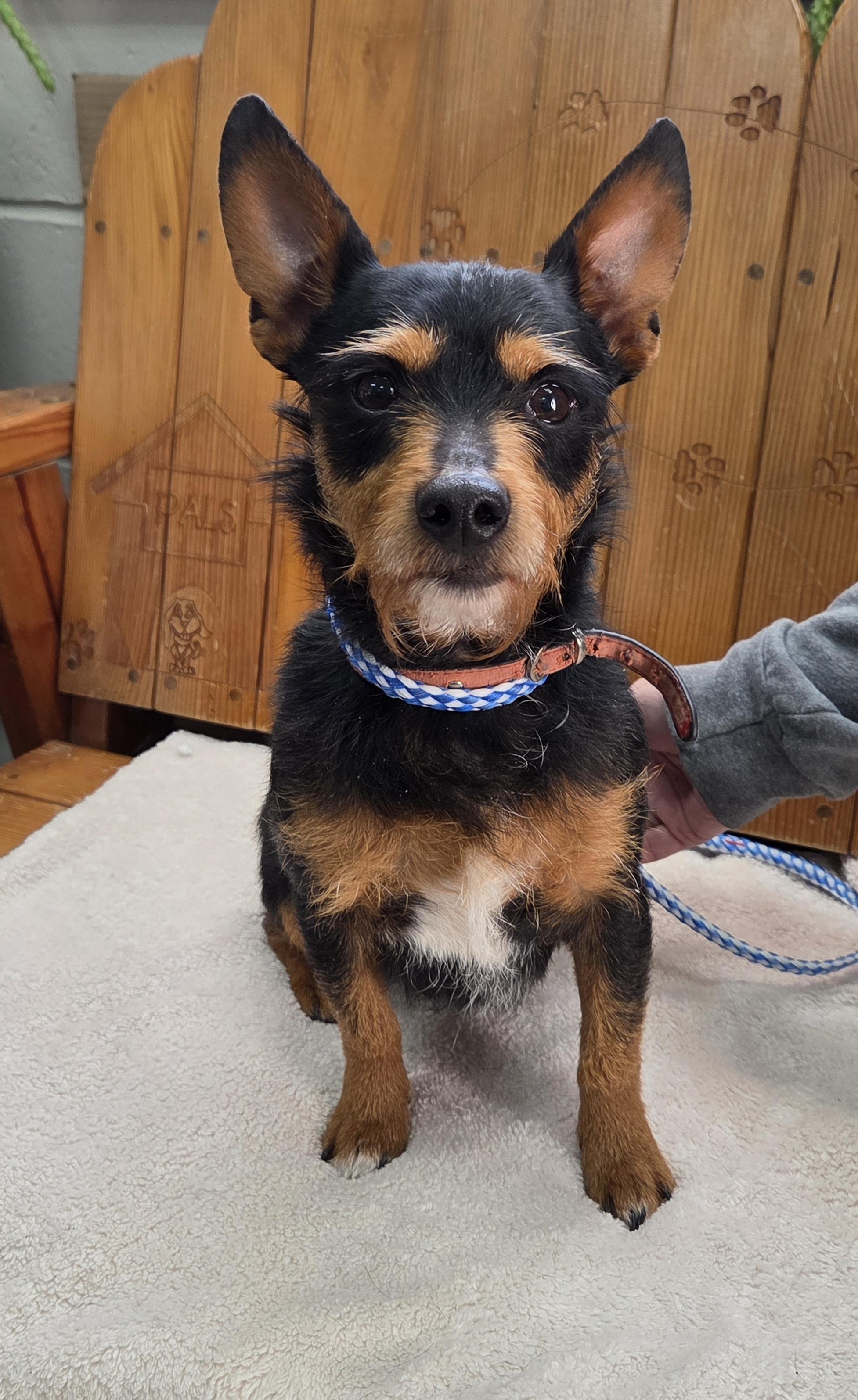 Enlarge Kaden, an adopted mixed breed in Parsons, KS image 1/1