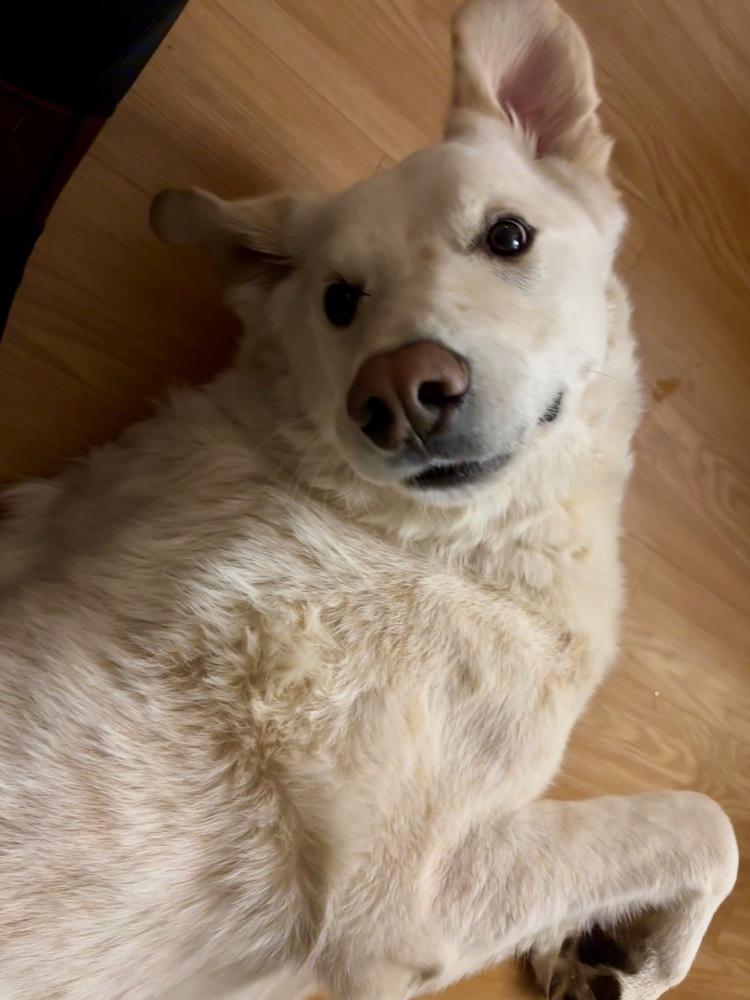 Joey, Adoptable, Adult Male Great Pyrenees & Mixed Breed.