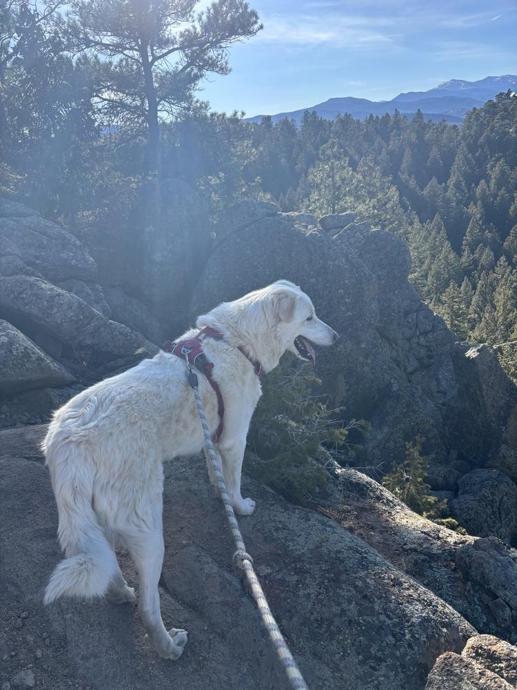 Enlarge Joey, a Adoptable mixed breed in Denver, CO image 2/3