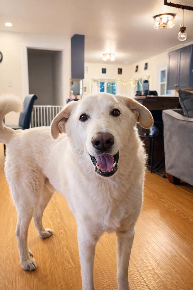 Enlarge Joey, a Adoptable mixed breed in Denver, CO image 3/3