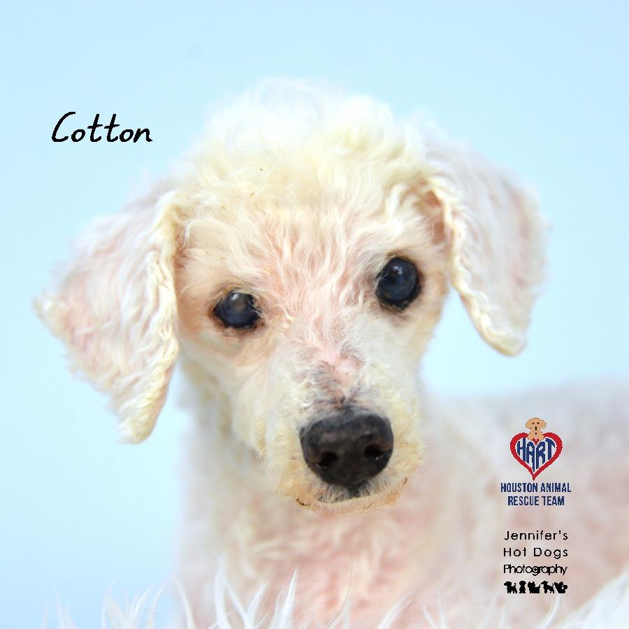 Cotton, a Adoptable mixed breed in Hockley, TX image 1/2