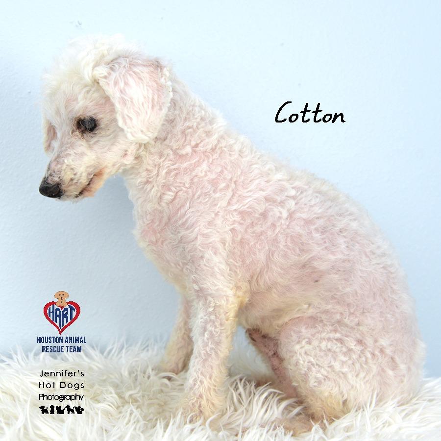Cotton, a Adoptable mixed breed in Hockley, TX image 2/2